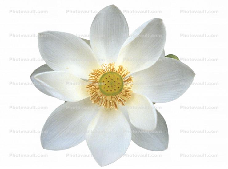 Lotus photo-object, Symmetry, Eudicots, Proteales, Nelumbonaceae, Nelumbo, Sacred, perennial, object, cut-out, cutout