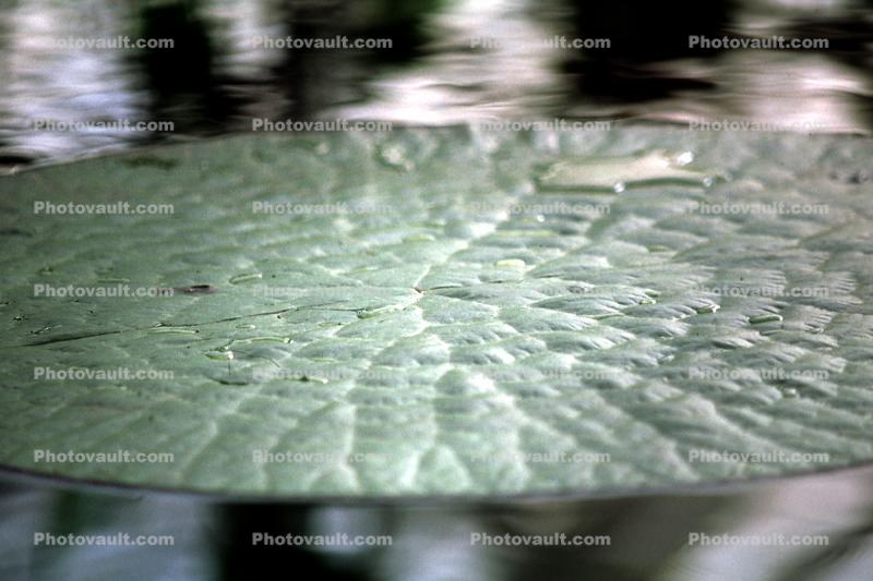 Amazon Water Lily, (Victoria amazonica), Pads, Nymphaeales, Nymphaeaceae, Toadstools, broad leaved plant, Giant, Victoria water-lilies