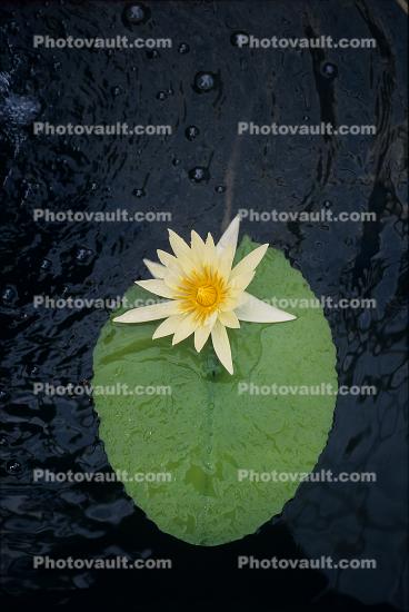 Water Lily, Water Lilly flower, Pads, Nymphaeales, Nymphaeaceae, Toadstools, broad leaved plant