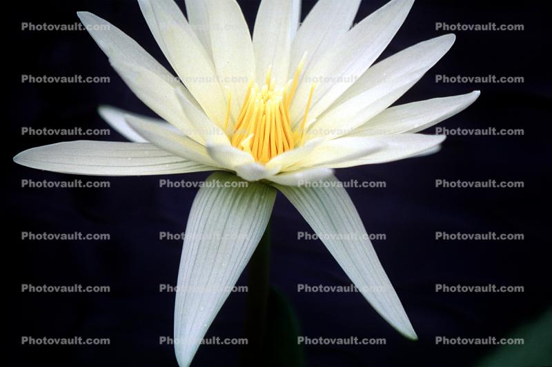 Water Lily, flower