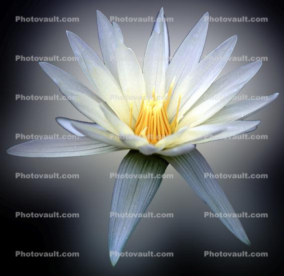 Water Lily glowing, flower