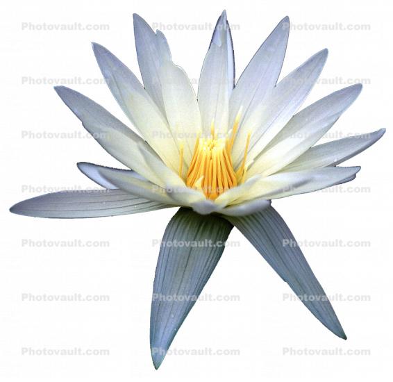 Water Lily, flower, photo-object, object, cut-out, cutout