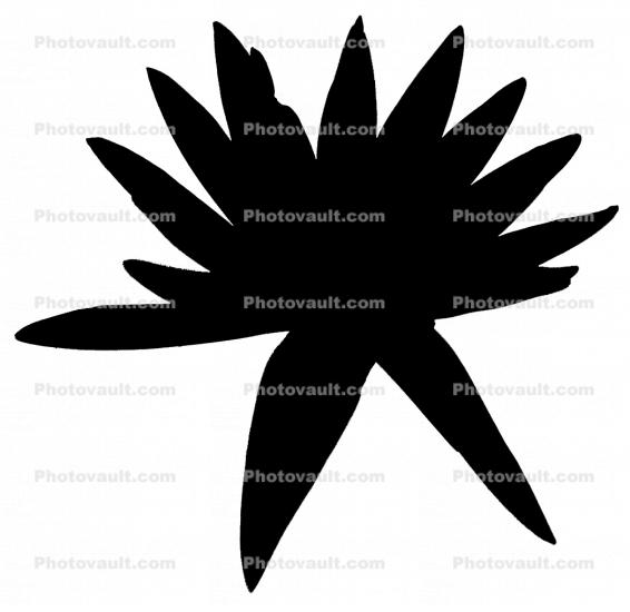 Water Lily, flower silhouette, logo, shape