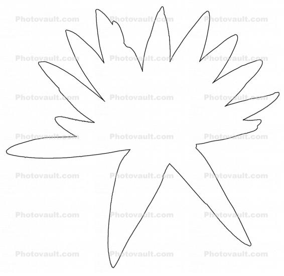 Water Lily outline, flower, line drawing, shape