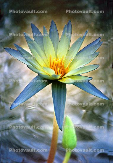 Lotus Flower Magic