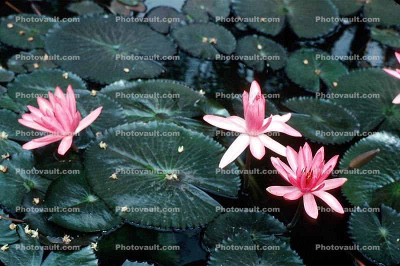 leaf, flower, pond, Pool plant flowers, lily