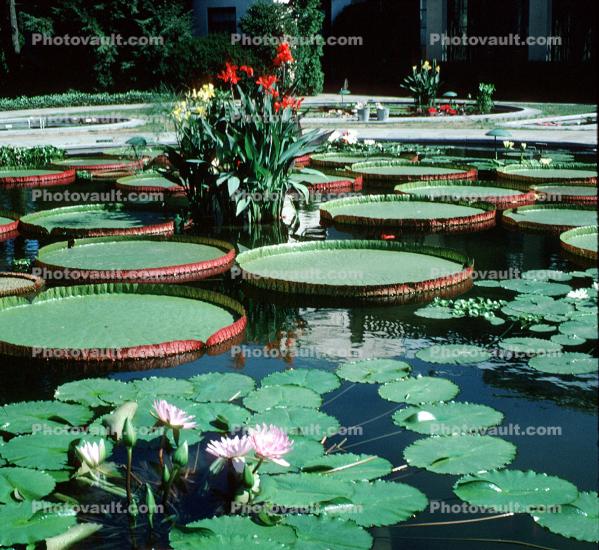 (Victoria amazonica), toadstools, pond, leaves, Pool plant flowers, Giant Lily Pads, broad leaved plant, Victoria water-lilies