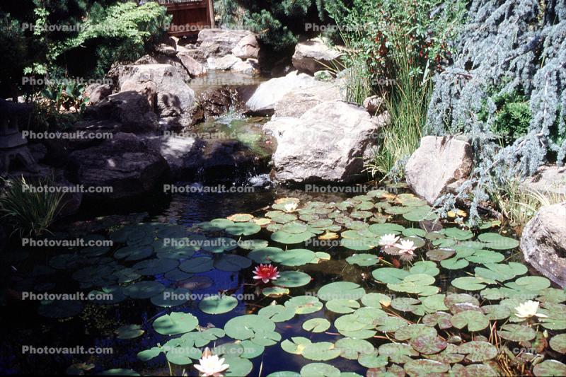 Water Lilly flower, Pads, Pond, Nymphaeales, Nymphaeaceae, Toadstools, broad leaved plant