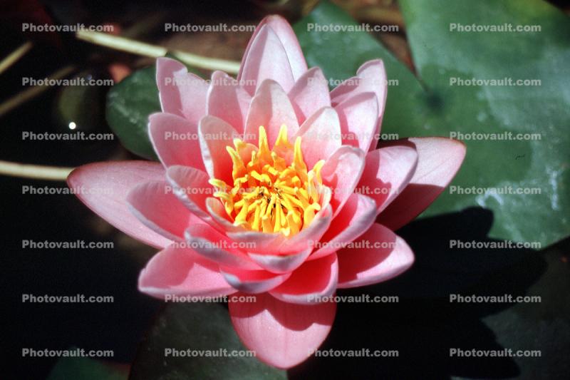 Water Lilly flower, Nymphaeales, Nymphaeaceae, broad leaved plant