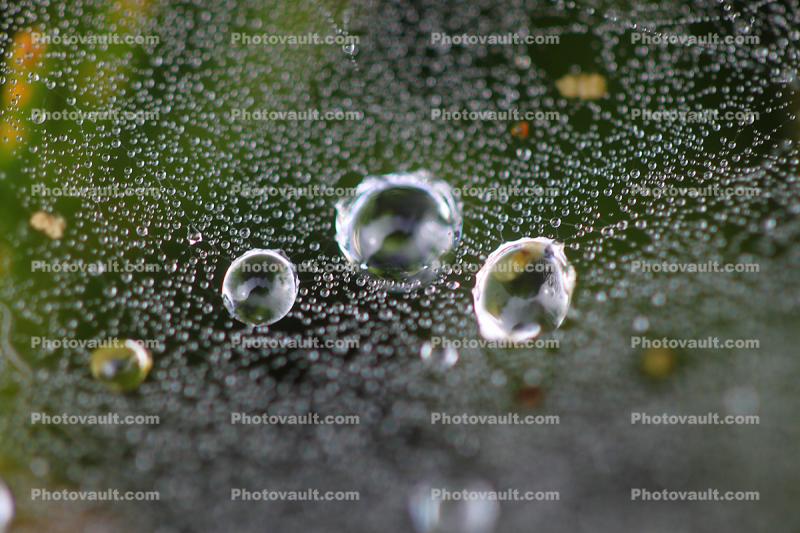 Dot Dit Dat, early morning dew, pearly drops, waterlensl, Watershapes