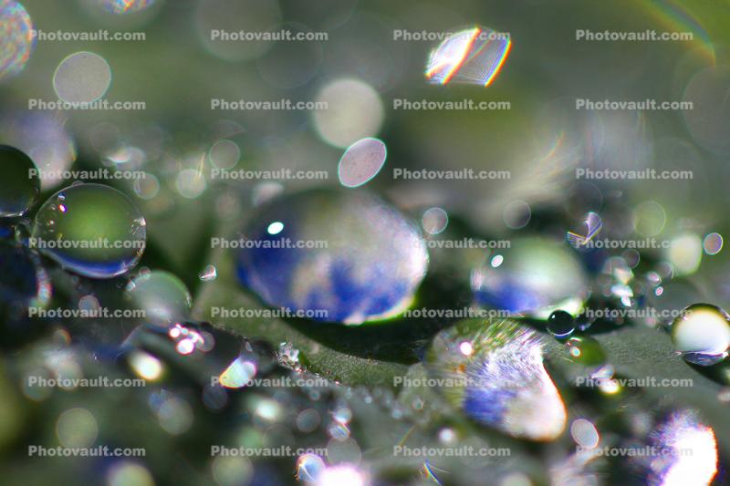 Porcupine Ridge, Pearly Water Drop on a Leaf, in the morning Dew, waterlens, Watershapes