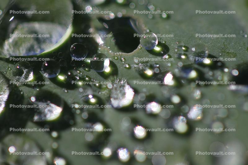 Pearly Water Drops on a Leaf, in the morning Dew, waterlens, Watershapes