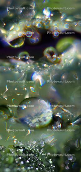Of Light and Form, Panorama, twist bend and turn of spectral Water Drops on a Leaf, in the morning Dew, waterlens, Watershapes