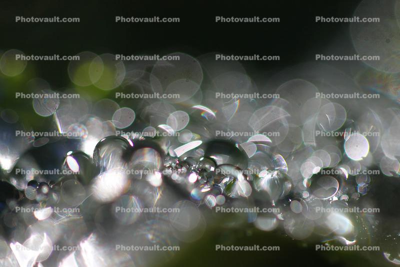 beings that twist bend and turn, Water Drops on a Leaf, in the morning Dew, Close-up, waterlens, Watershapes