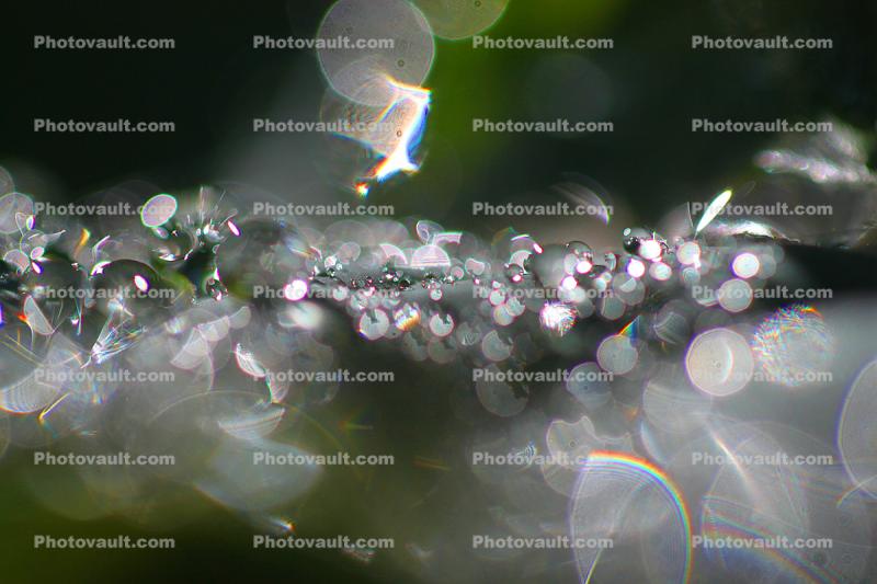 beings that twist bend and turn, Water Drops on a Leaf, in the morning Dew, Close-up, waterlens, Watershapes