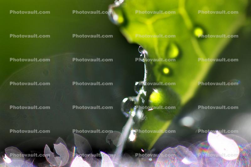 Water Drops on a Leaf, in the morning Dew, Close-up, waterlens, Watershapes