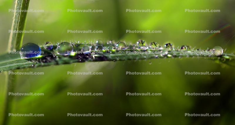 The Delicate Balance of Morning Raindrops, waterlens, blade of grass, Watershapes