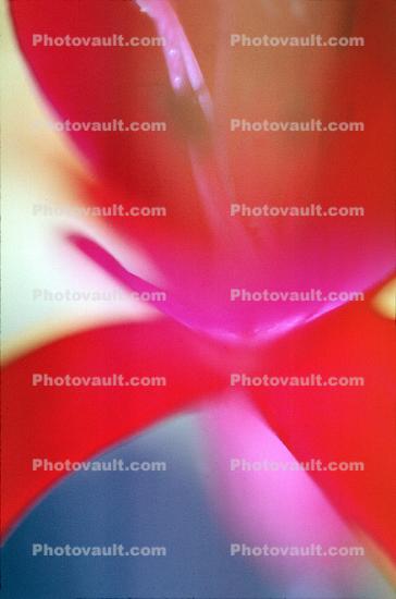 Nasturtium Flower 