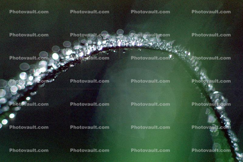 Curve of Early Morning Dew, Grass Blade in Arc of Now, Waterlens, bubbles, Watershapes