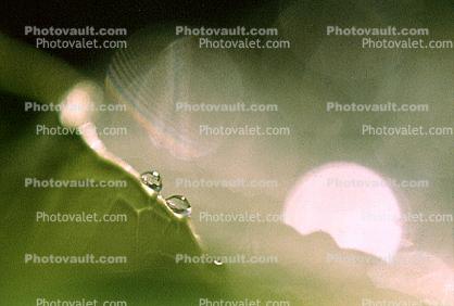 Water Drop, Nasturtium, Waterlens, Close-up, Bokeh, Watershapes