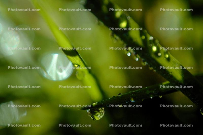 Blades of Grass, Dew Drops, Water Drops, Early Morning Dew, Waterlens, Watershapes