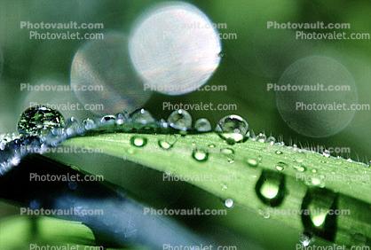 Rejoice and Give thanks and Sing, Blades of Grass, Dew Drops, Water Drops, Early Morning Dew, Waterlens, Watershapes