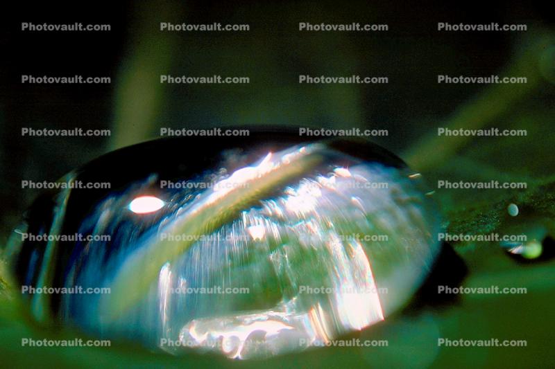 Water Drop Dome, Nasturtium, Waterlens, Close-up, Watershapes