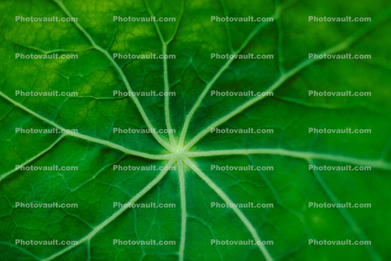 Veins of a Nasturtium Leaf, Close-up
