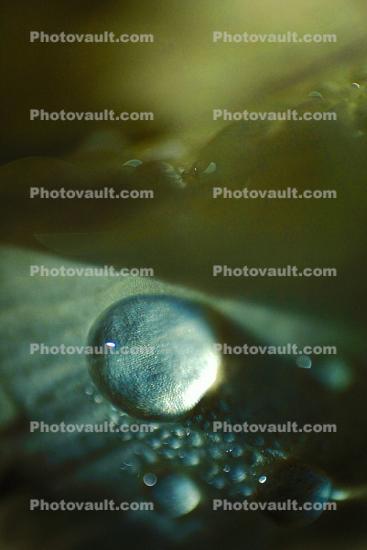 Water Drop, Nasturtium, Waterlens, Watershapes