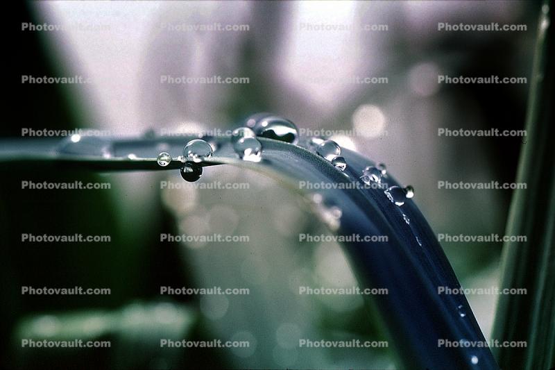 Early Morning Dew, Blades of Grass, Waterlens, Watershapes