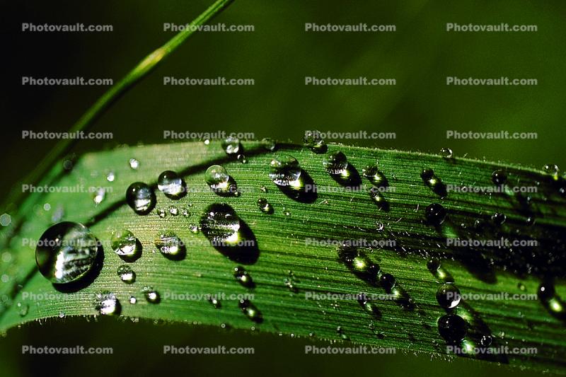 Early Morning Dew, upon a Leaf, Waterlens , Close-up, Watershapes