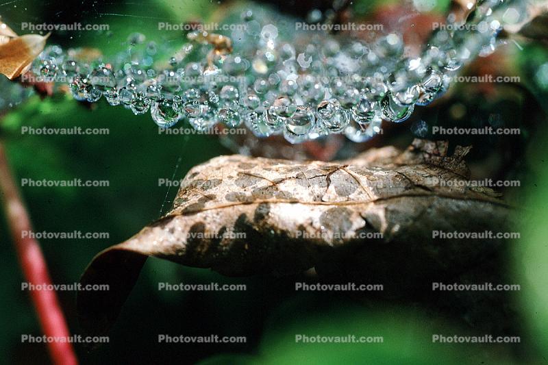 Spider Web, Dew Drop, Watershapes