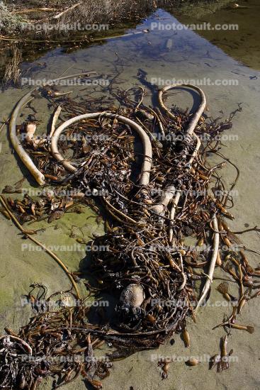Kelp (Macrocystis pyrifera), Seaweed, Kelp, Beach, California