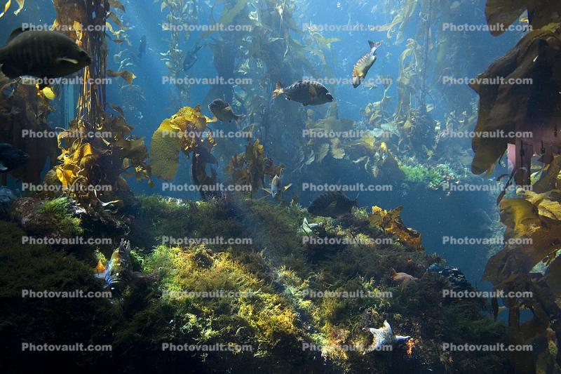 Kelp Forest, Underwater