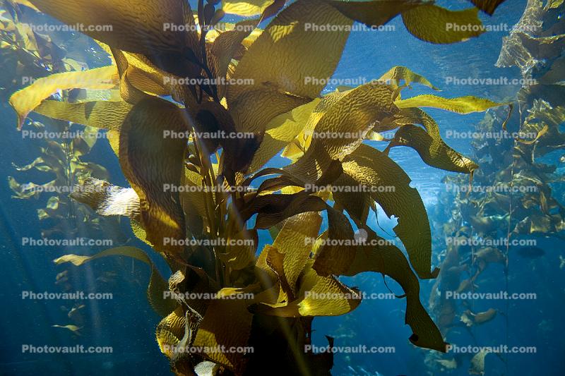 Kelp Forest, Underwater