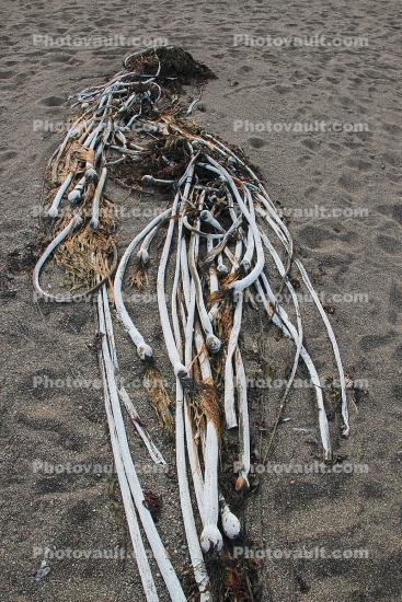 dried kelp, seaweed, seaweed on the beach, sand