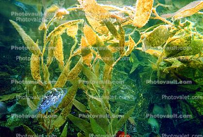 California Kelp, underwater, Kelp Forest