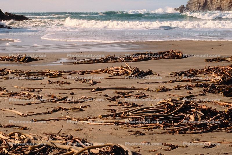 Seaweed, Kelp, Beach, Ocean, California