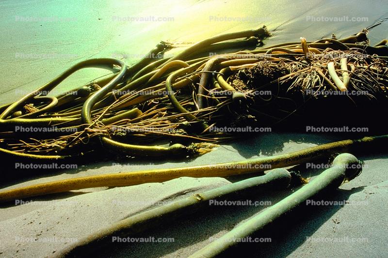 Seaweed, Kelp, Beach, California