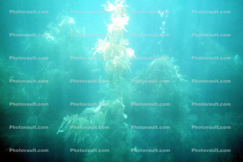 Kelp (Macrocystis pyrifera), underwater, Kelp Forest