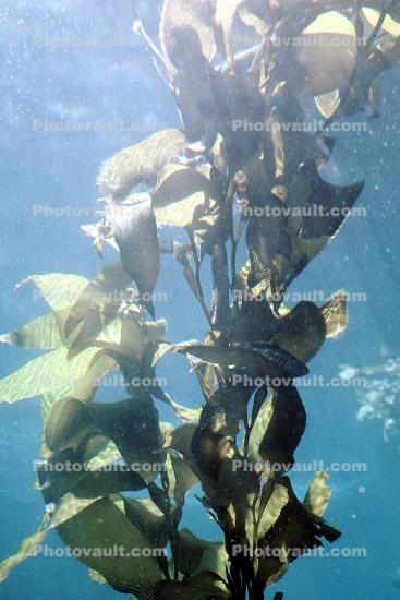 Giant Kelp (Macrocystis pyrifera), underwater, Kelp Forest