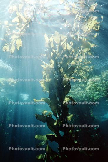 Giant Kelp (Macrocystis pyrifera), underwater, Kelp Forest