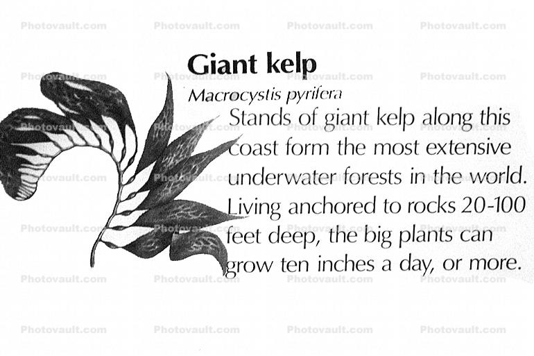 Giant Kelp (Macrocystis pyrifera), underwater
