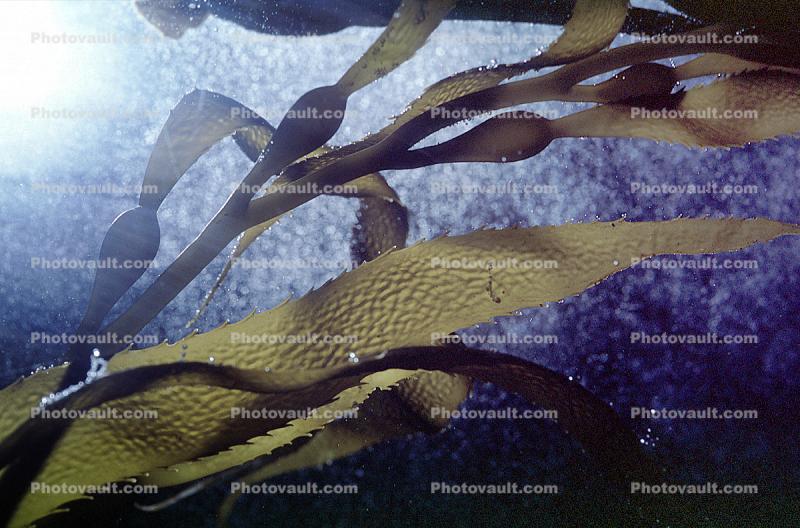 underwater, Kelp Forest