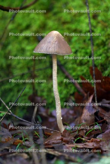 Mushroom in Armstrong Woods