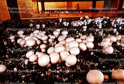 Mushroom Farm, cultivation, food