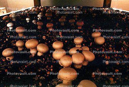 Mushroom Farm, cultivation, food