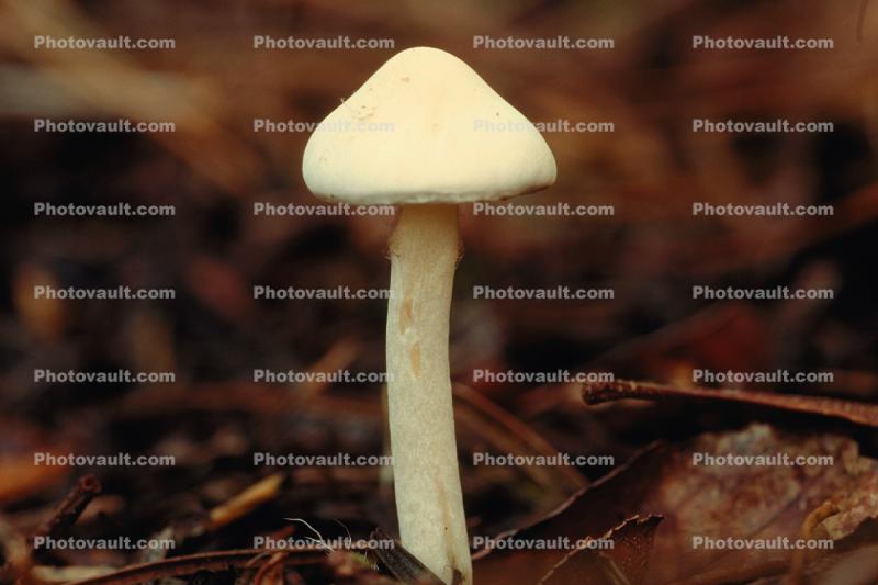 Small Yellow Mushroom