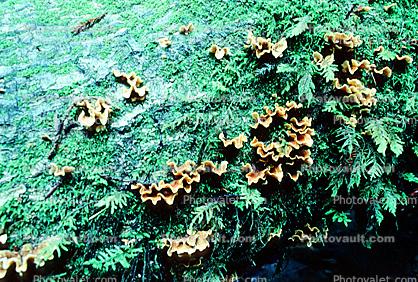 bracket fungus, shelf fungus, tree, Polypore, conk, moss