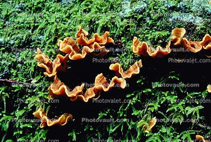 bracket fungus, Polypore, conks, shelf fungus, tree, moss